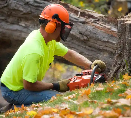 tree services Old Jefferson